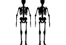 skeleton 2883761 1280