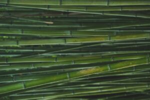 Bambus: Vorteile, Vorsichtsmaßnahmen und Dosierung