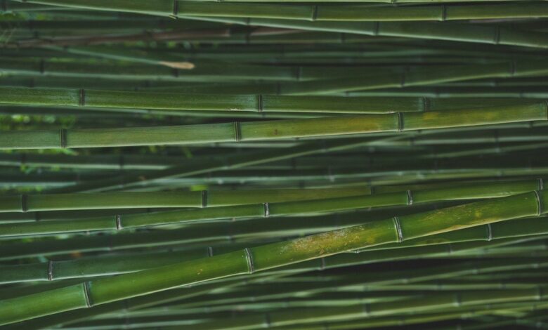 Bambus: Vorteile, Vorsichtsmaßnahmen und Dosierung